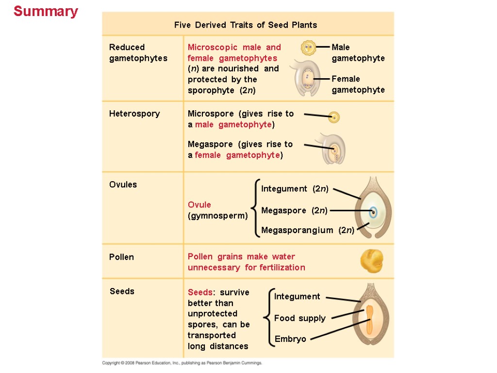 Summary Reduced gametophytes Microscopic male and female gametophytes (n) are nourished and protected by